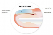 Podpořený projekt: Stanovení mechanické pevnosti nehtových laků po funkcionalizaci nanovlákny